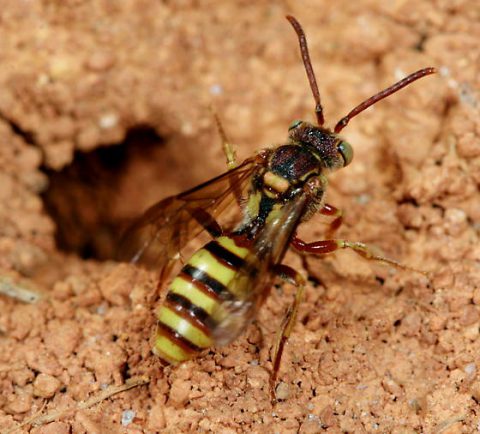 Nomads imbricata. Photo by Paul Coin.