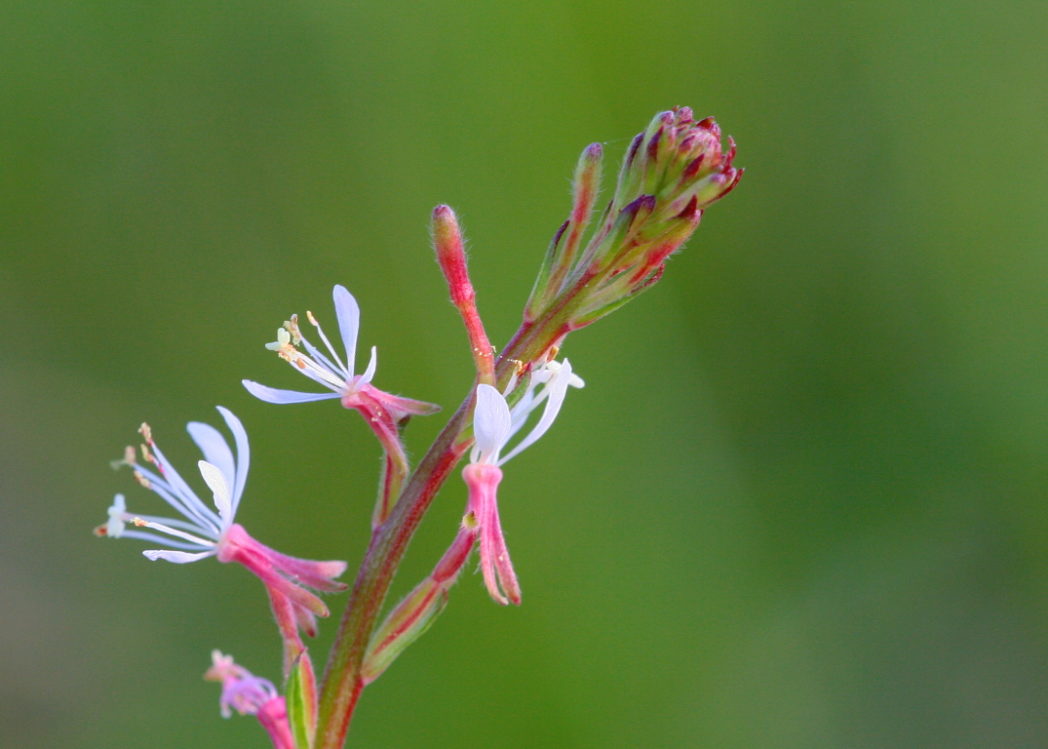 Southern beeblossom flowers