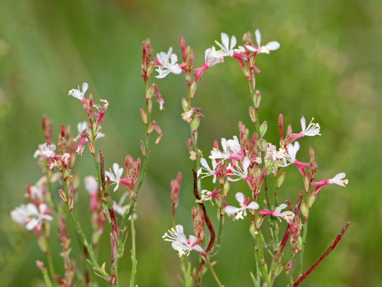 Southern beeblossom