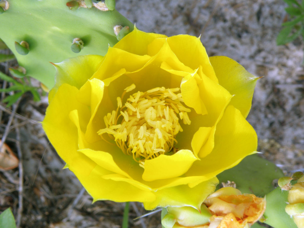 Pricklypear cactus bloom