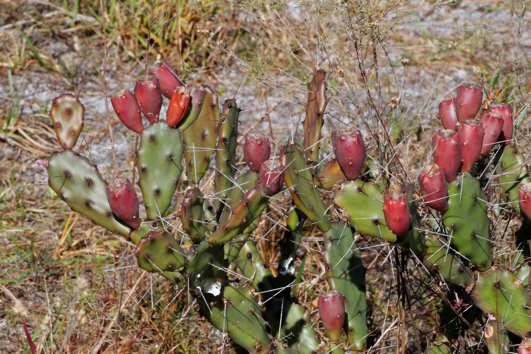 Mature pricklypear cactus fruits