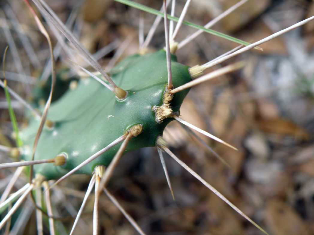 Pricklypear cactus pad with spines
