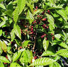 Wild coffee fruit and leaves