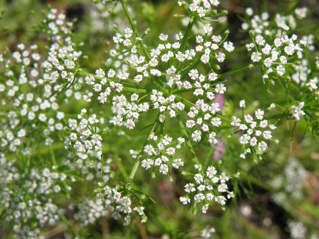 Mock bishopsweed flowers