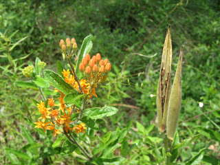 Milkweed flowers and seed pods