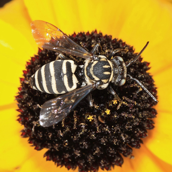 Triepeolus bee