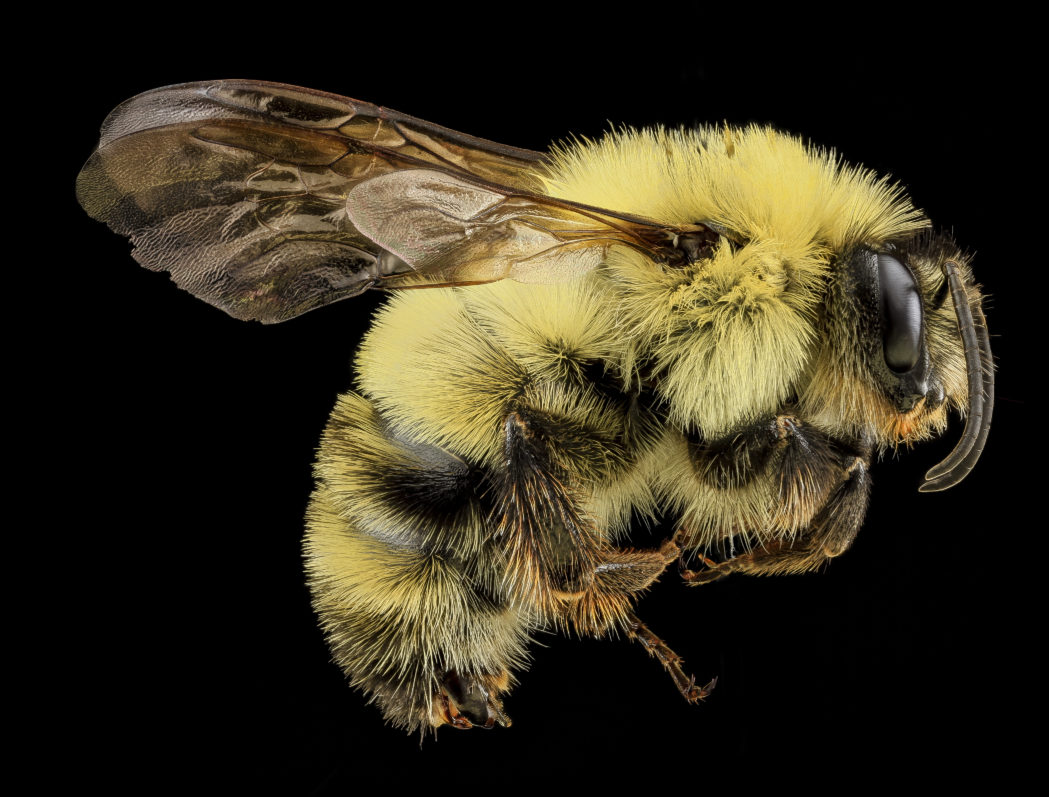 Two-spotted bumble bee