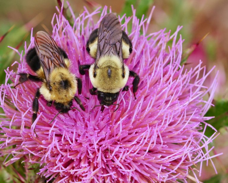 Bloom report: Unseasonal heat affects spring wildflower display