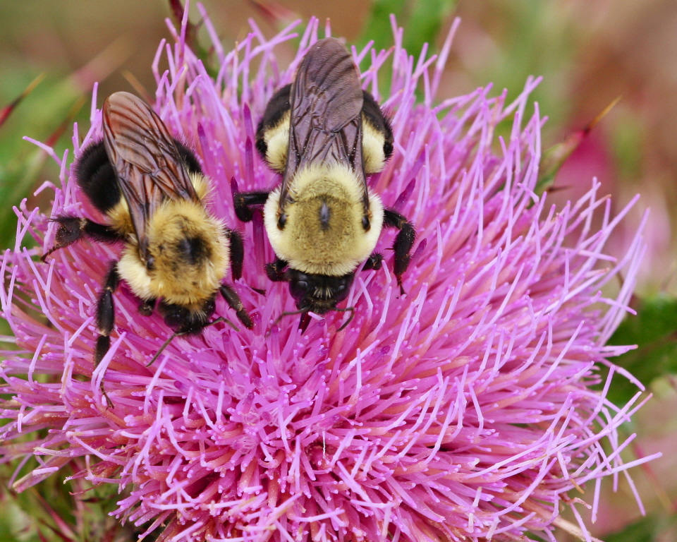 Common eastern bumble bee on Thistle flower