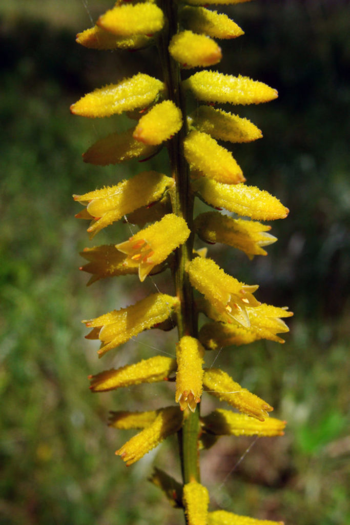 Colicroot flower spike