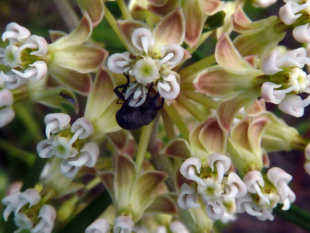 Insect on Whorled milkweed flowers