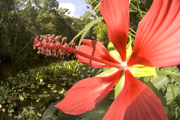 Scarlet hibiscus bloom