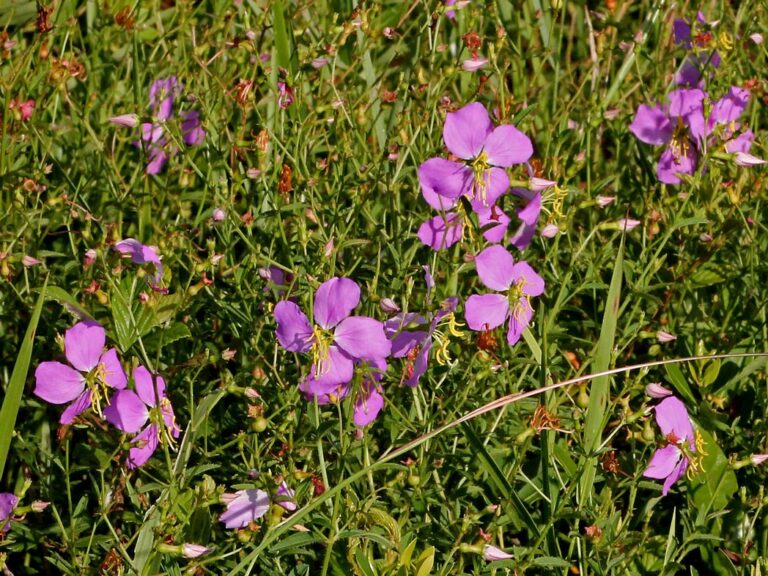 Pale meadowbeauty