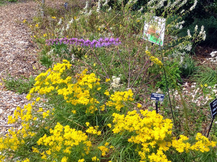 Wildflower garden in bloom