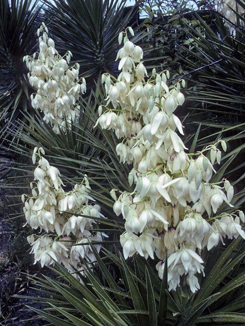 Yucca aloifolia flowers