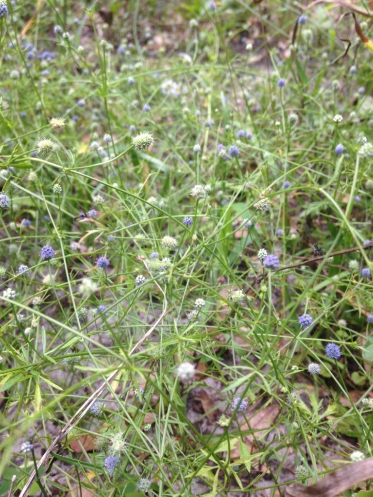 Baldwin's eryngo flowers