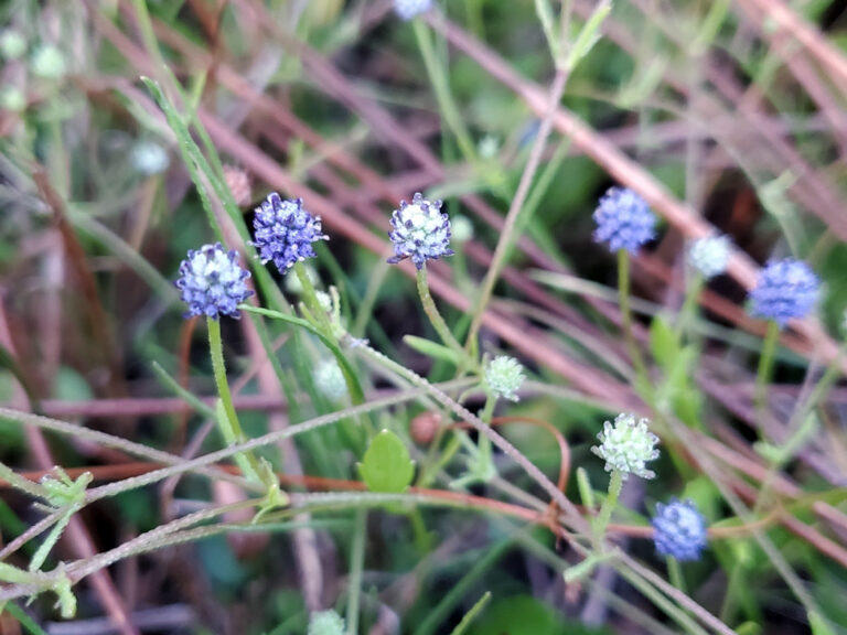 Baldwin’s eryngo