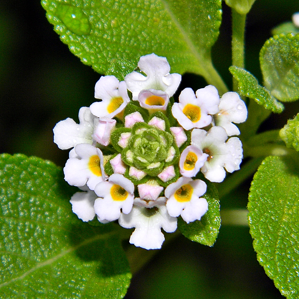 Buttonsage flower
