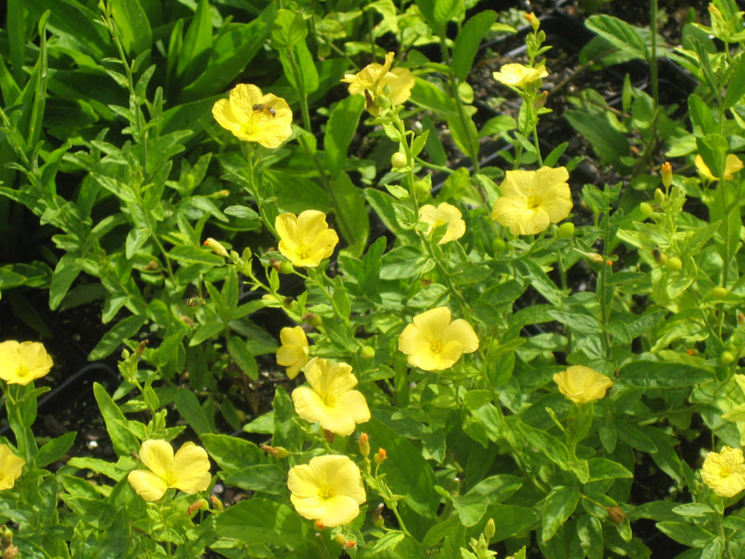 Pitted stripeseed flowers