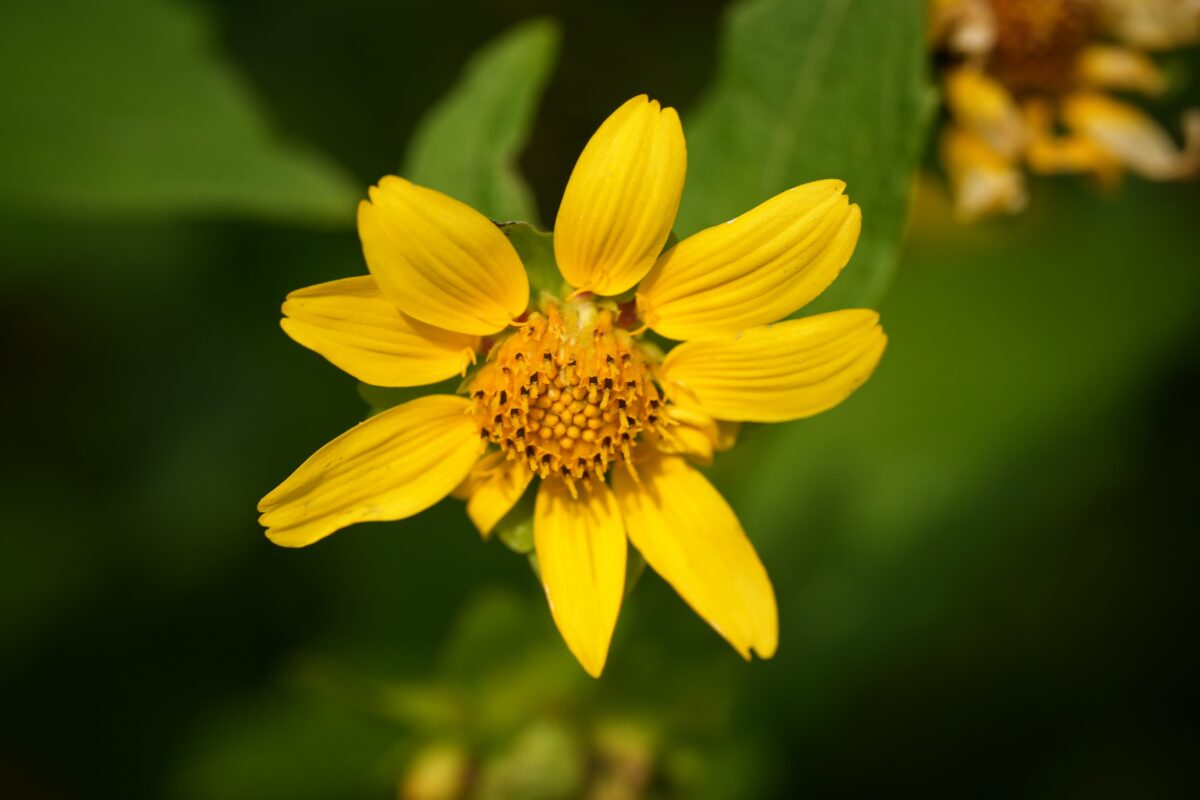 Yellow Hairy leafcup flower.
