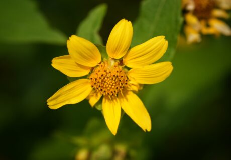 Yellow Hairy leafcup flower.