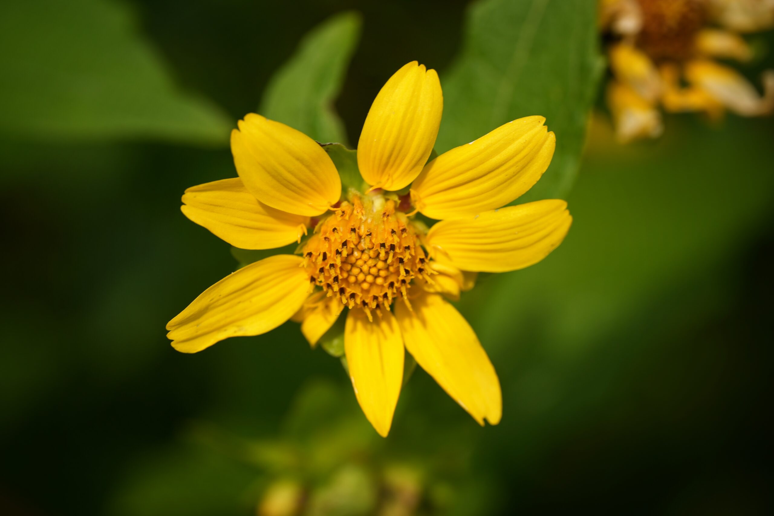 Yellow Hairy leafcup flower.