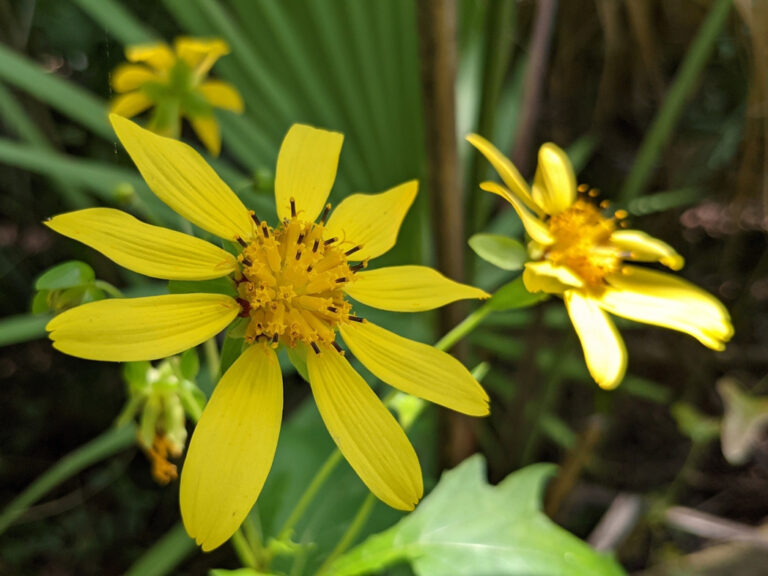 Hairy leafcup