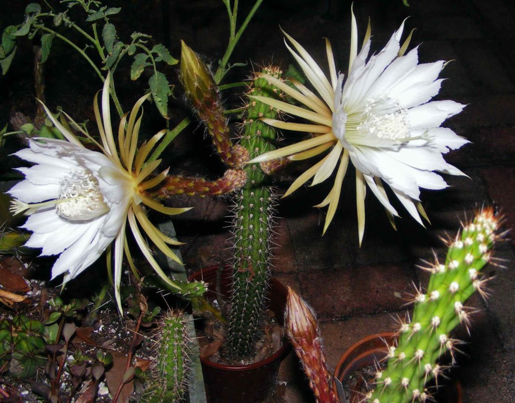 Harrisia cactus with blooms