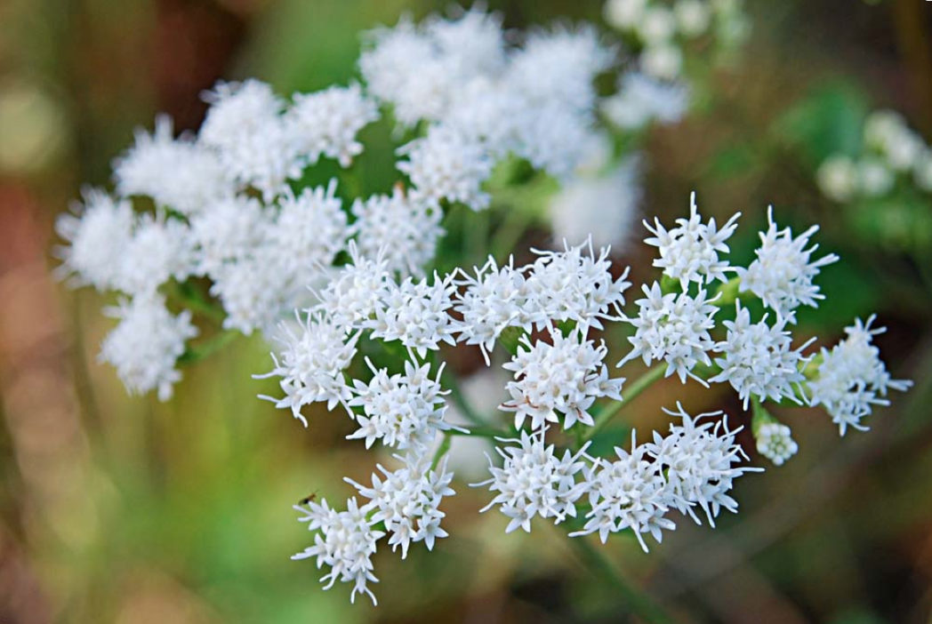 Hammock snakeroot flowers