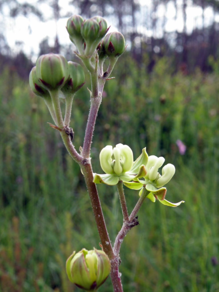 Largeflower milkweed buds and emerging blooms