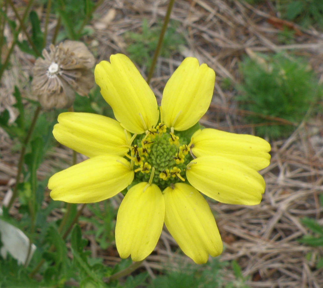 Greeneyes flower