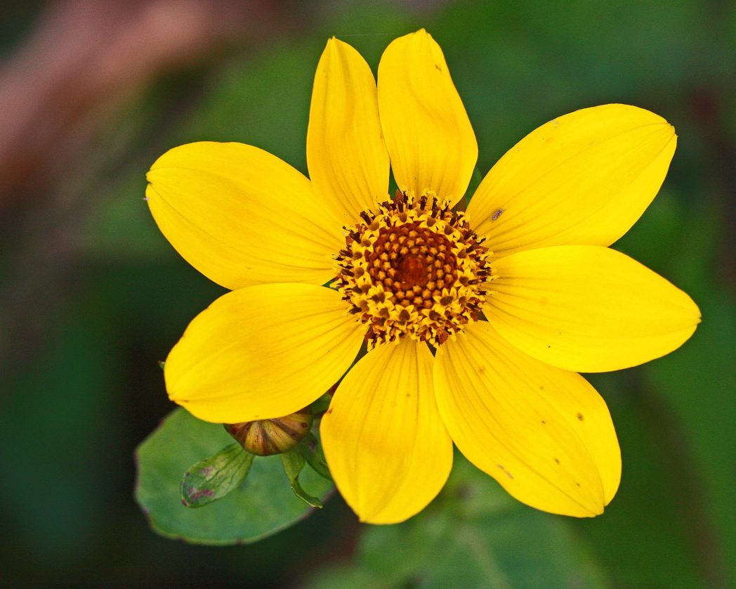 Burr marigold flower