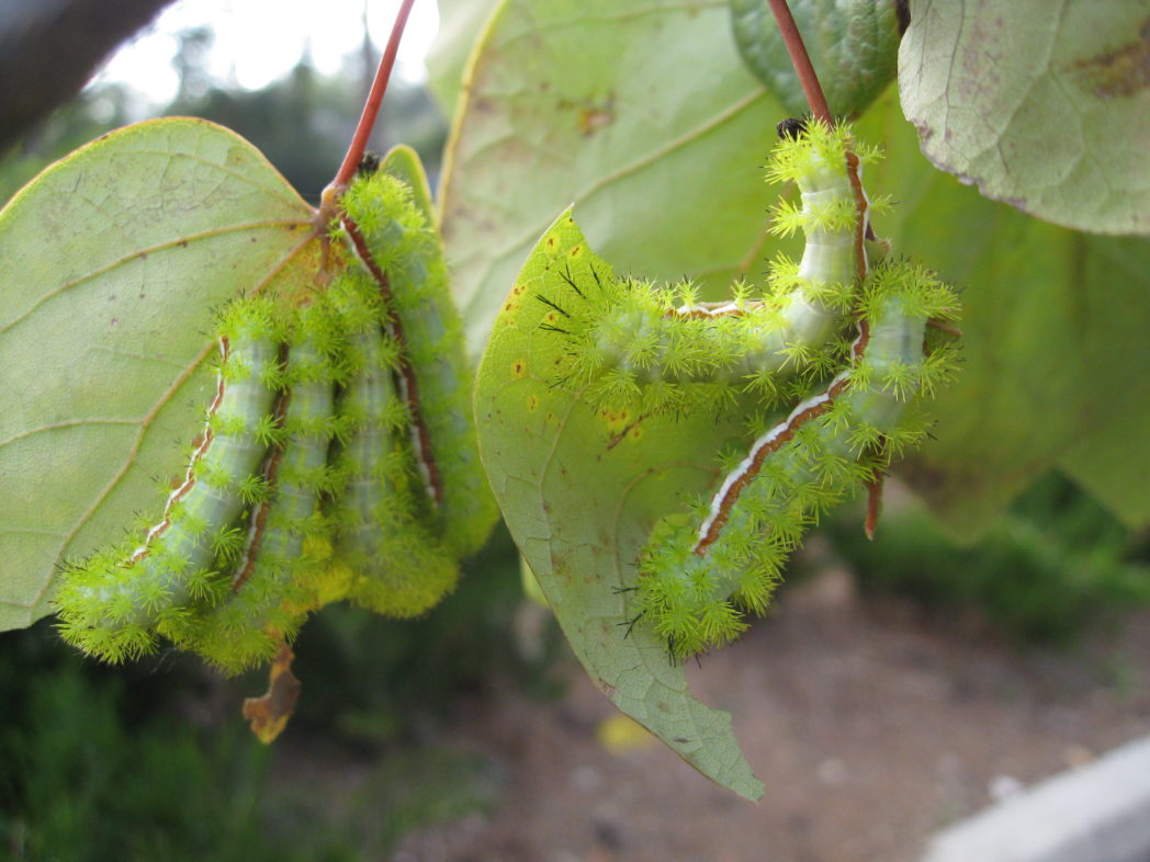 Io moth caterpillars on redbud leaves