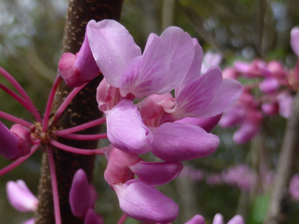 Eastern redbud flower