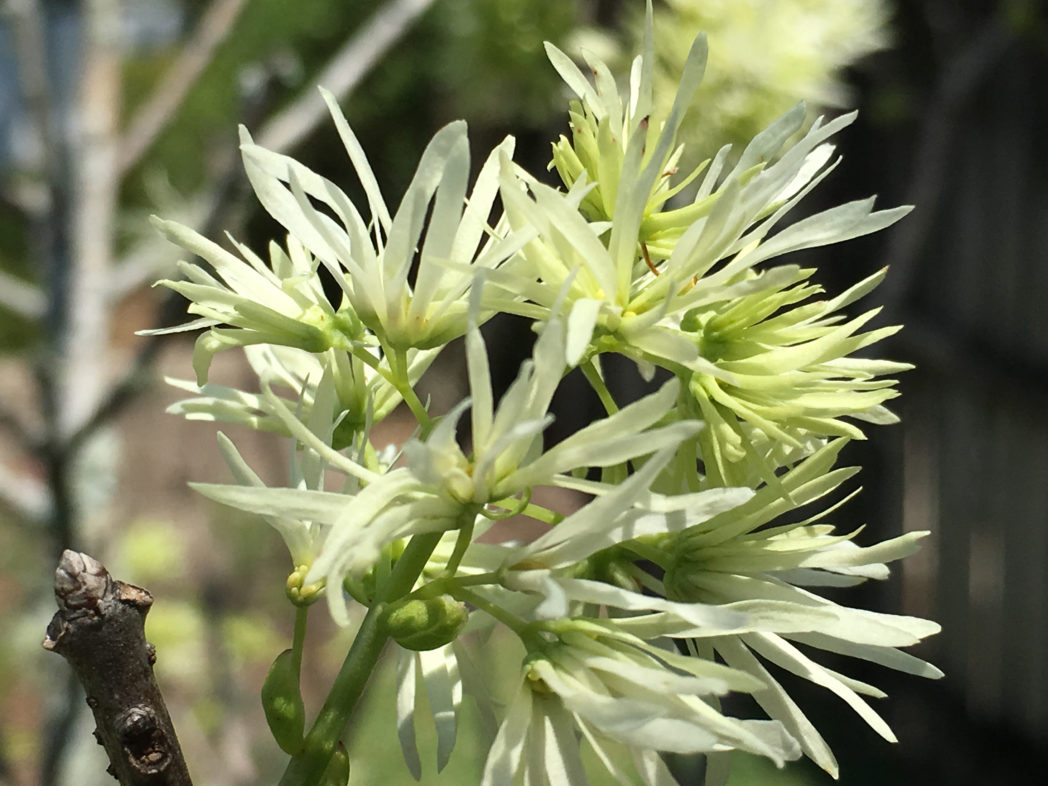 Fringetree flowers