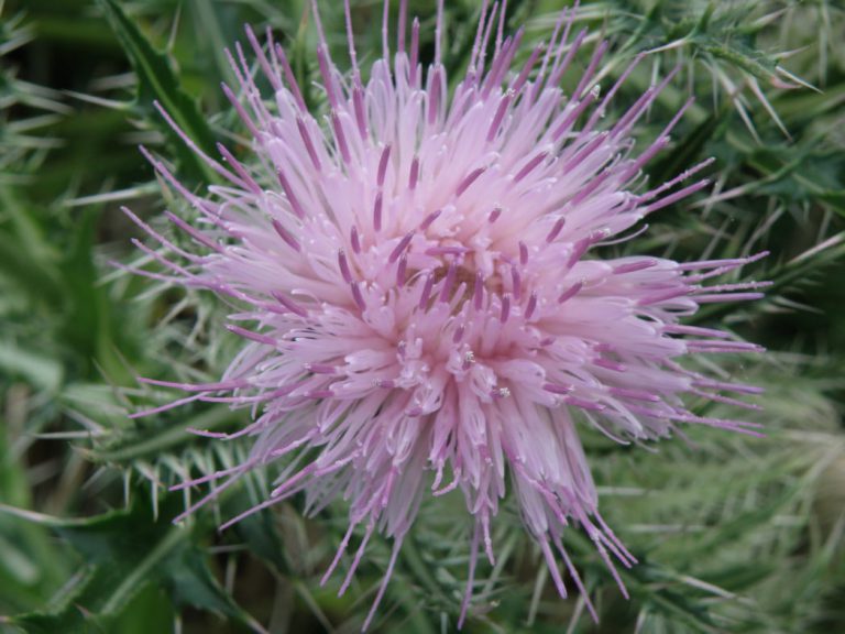 Purple thistle