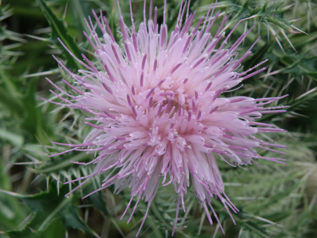 Purple thistle flower