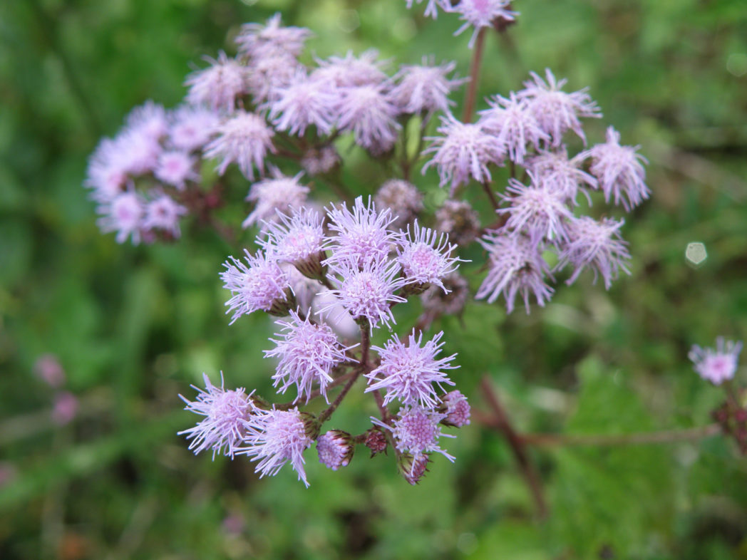 Mistflower blooms