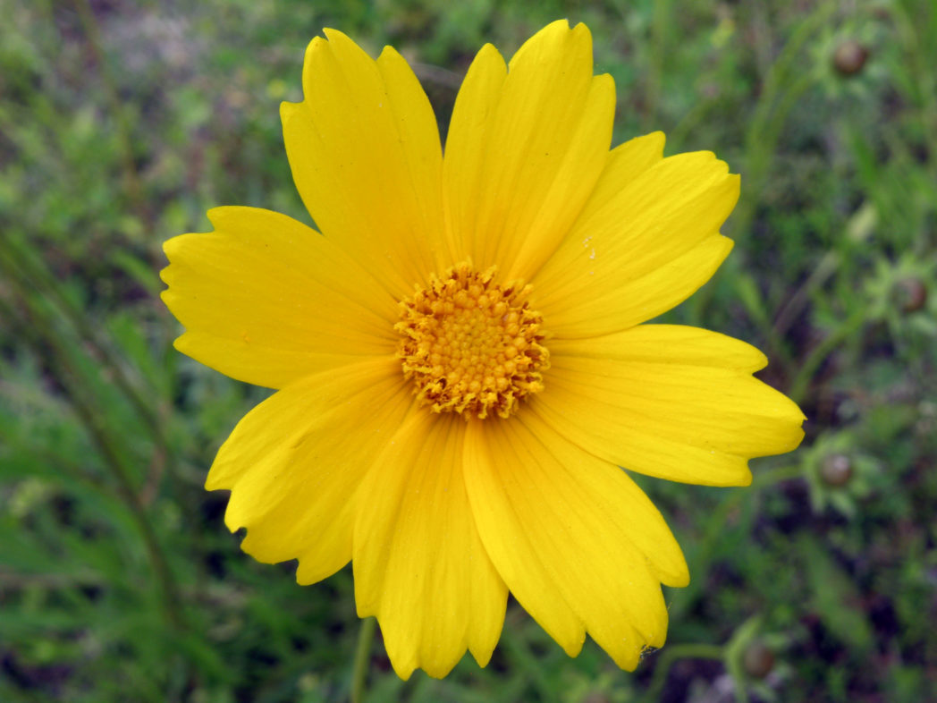 Lanceleaf tickseed flower