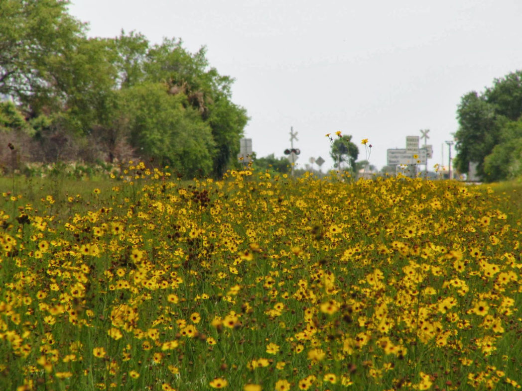 Field of Leavenworth's coreopsis along road