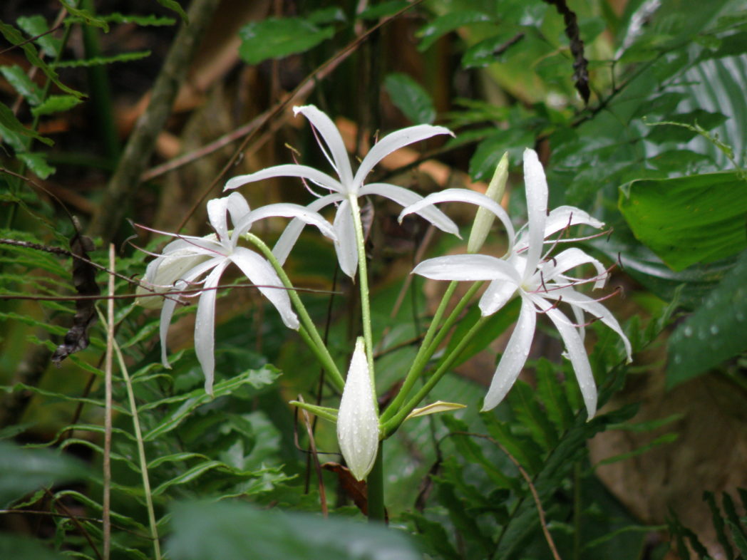 String lily