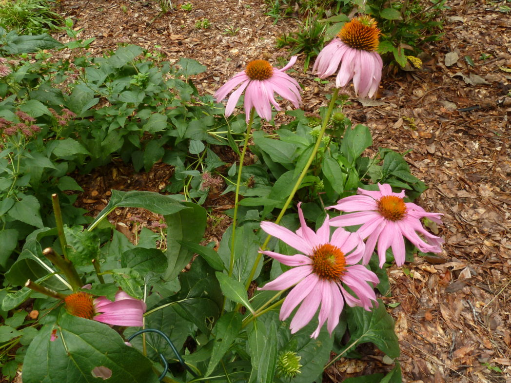 Purple coneflower blooms