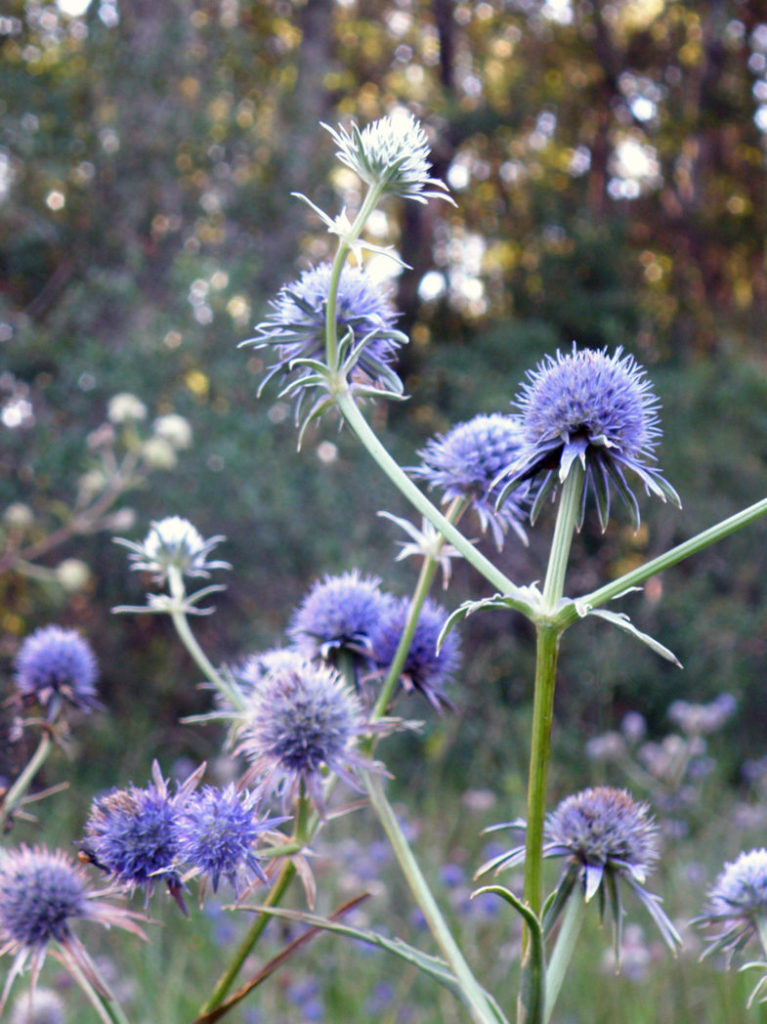 Corn snakeroot flowers