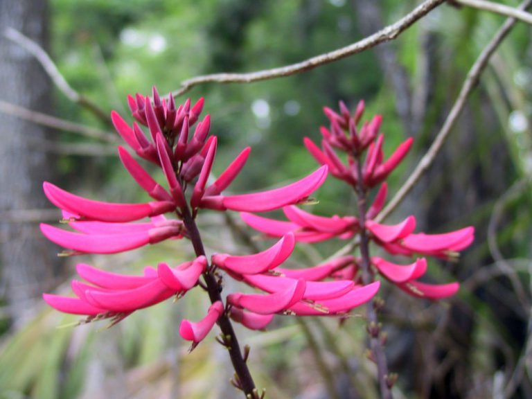 Coralbean