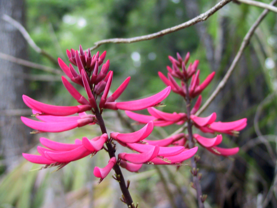 Coralbean flowers