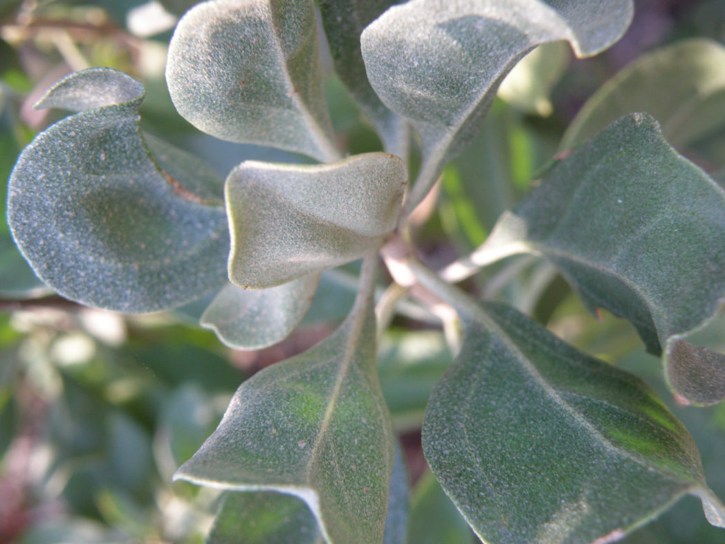 Garberia leaves