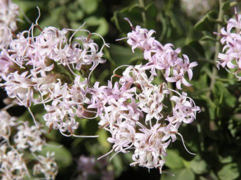 Garberia flowers