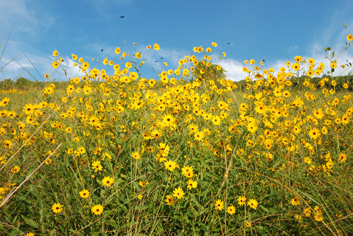 Field of Narrowleaf sunflowers