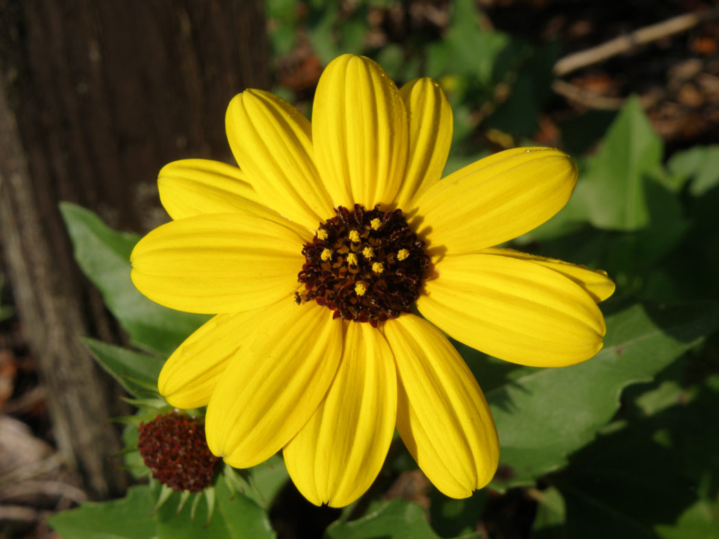 Dune sunflower bloom