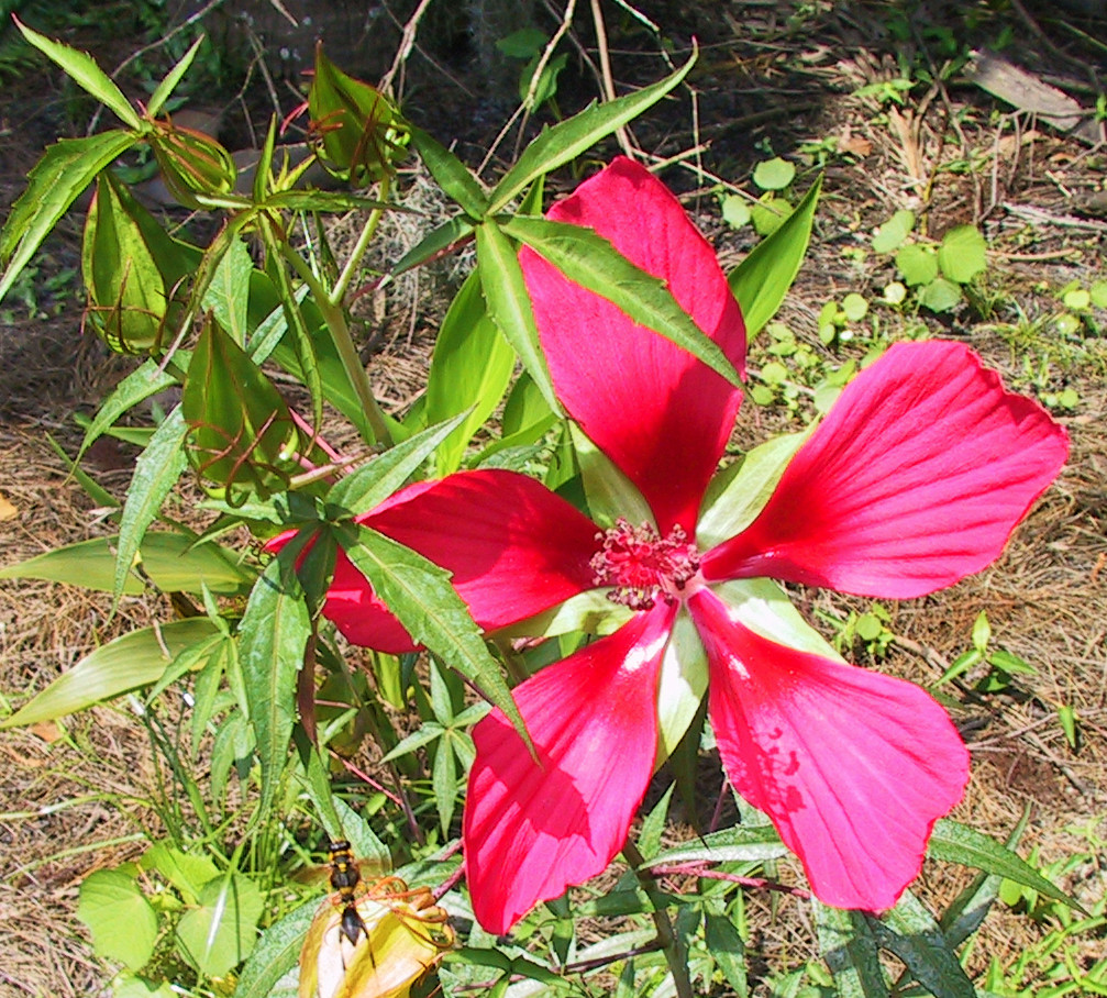 Scarlet hibiscus flower